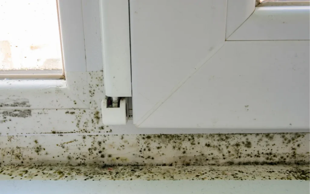 Mold on window frame